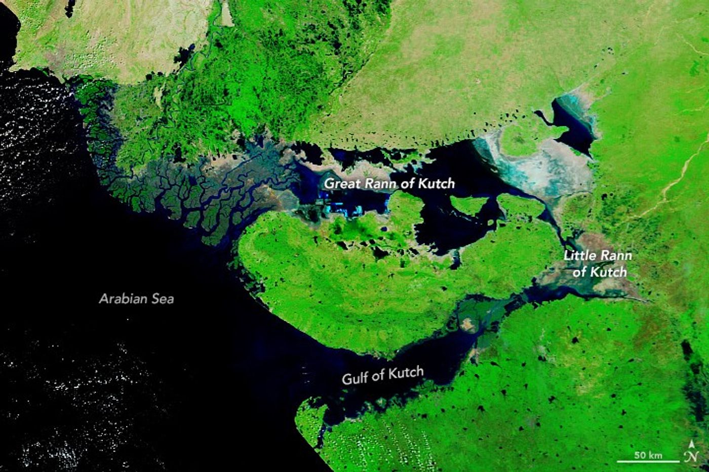 Rann of Kutch after the monsoon, MODIS, October 2020